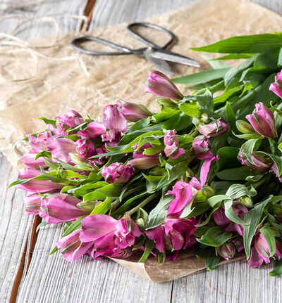 Fairtrade alstroemeria rosa Fairtrade alstroemeria rosa